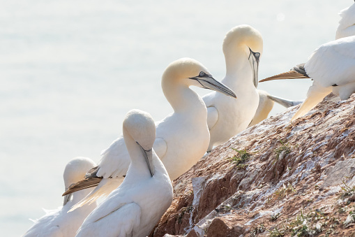 A colony of gannets stand on a sloping rock. sea in the background.