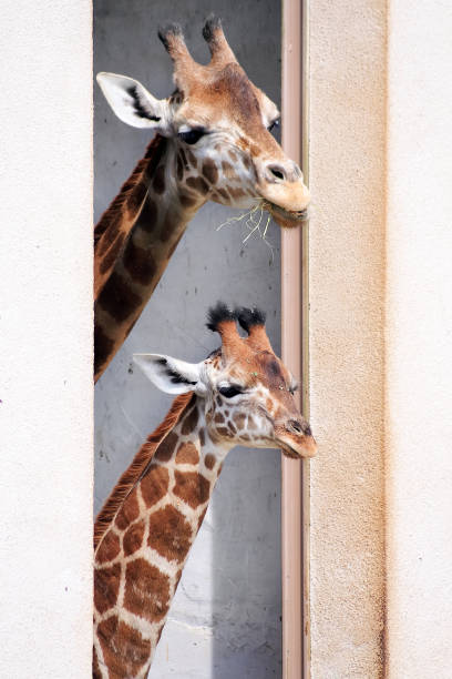 istock Mom and daughter 1296987946