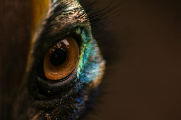 Cassowary's eye is seen up close with its attractive color