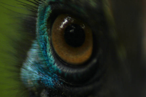 istock Cassowary's eye is seen up close with its attractive color 1296989135