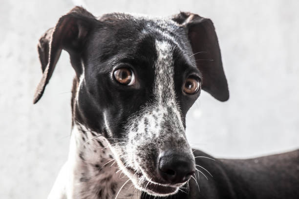 High Key Portrait Of Dog.That Look of Small Spotty Greyhound. Full of Curiosity.