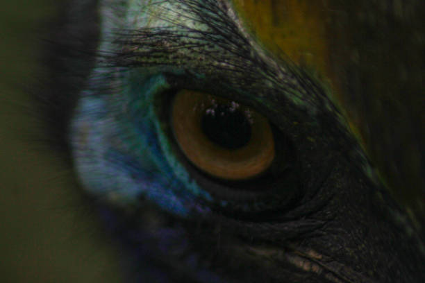 istock Cassowary's eye is seen up close with its attractive color 1296989222