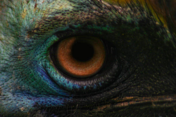istock Cassowary's eye is seen up close with its attractive color 1296989241