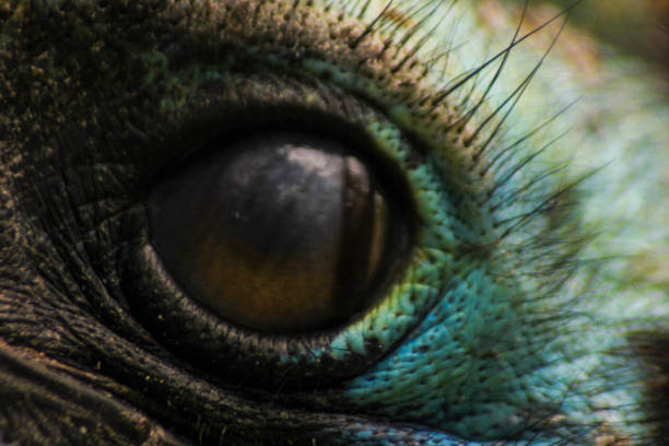 istock Cassowary's eye is seen up close with its attractive color 1296989302