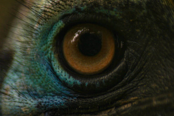 istock Cassowary's eye is seen up close with its attractive color 1296989331