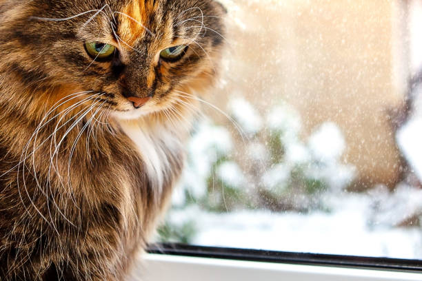 istock Adorable cat at the window on a winter background, close-up. 1296989824