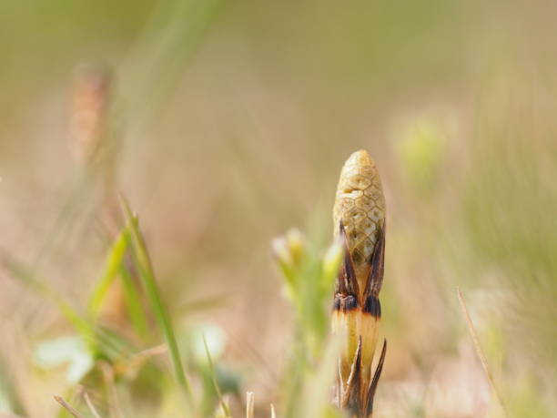istock Horsetail plant in the spring field. 1296989886