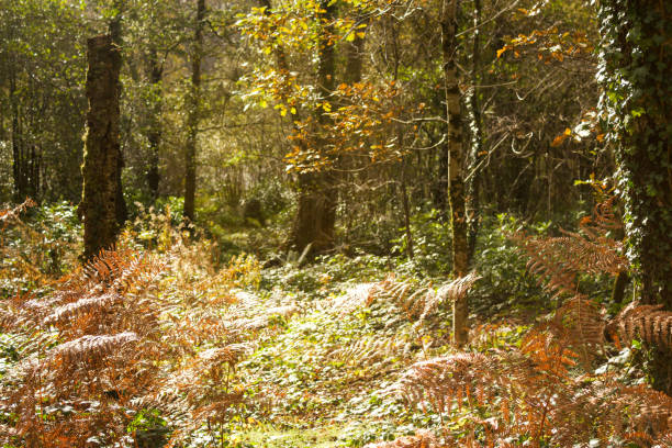 istock Woodland on a sunny autumn day 1296989887