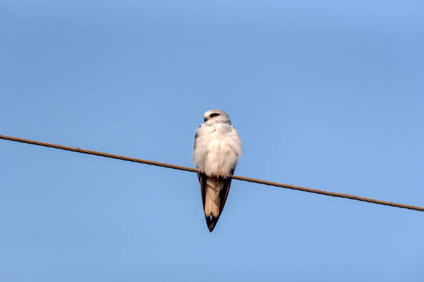 istock The black-shouldered kite, also known as the Australian black-shouldered kite 1296989973