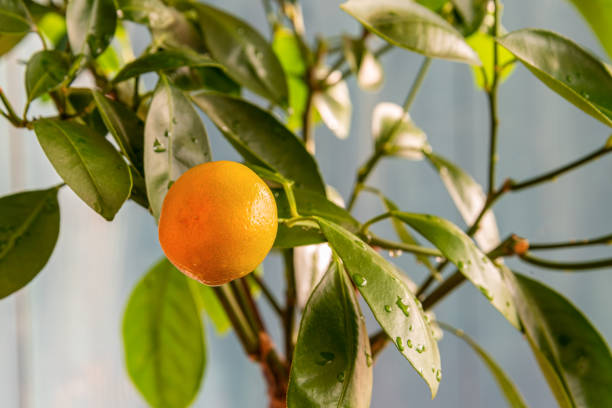 Houseplant Tangerine tree with small young green fruits in a pot on rustic background. Bonsai