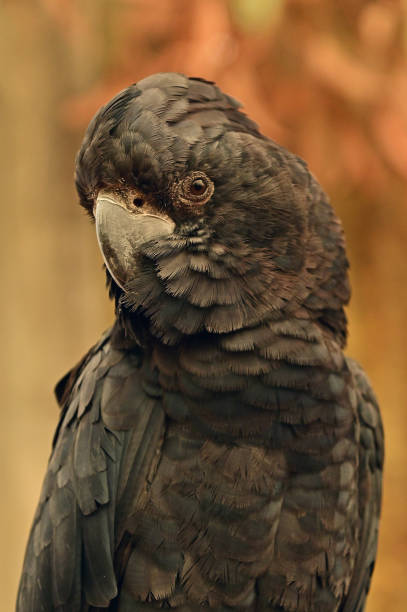 istock Red tailed black cockatoo portrait 1296990635