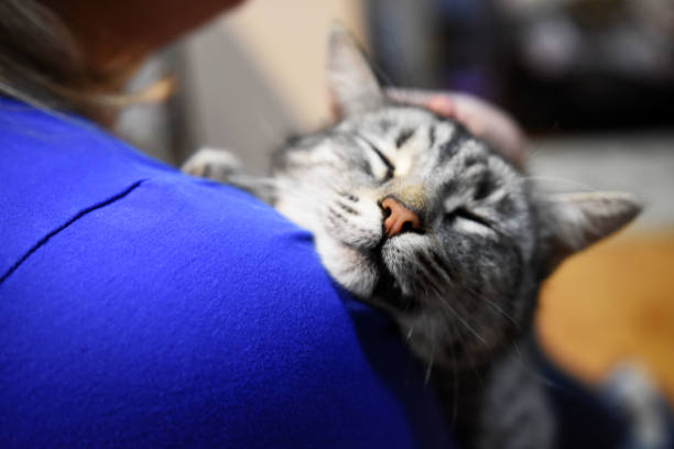 istock Cat enjoys the woman's shoulder, cropped shot 1296990646
