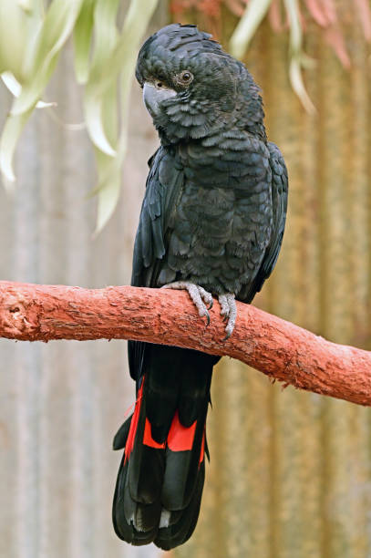 istock Large Red tailed black cockatoo 1296990681