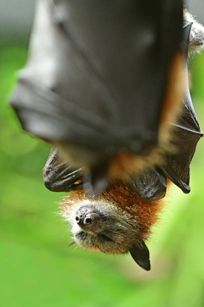 bat pipistrello della frutta volpe volante nera - bat fruit bat mammal australia foto e immagini stock