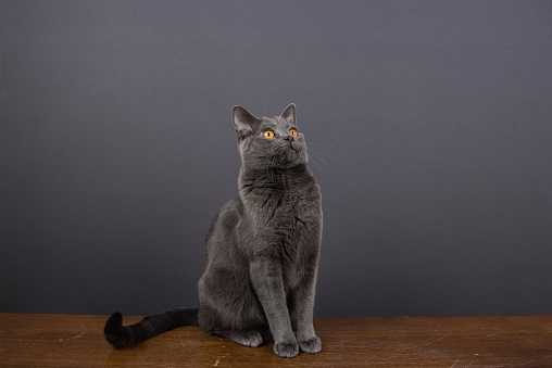 One Year Old Gray Chartreux Cat Sitting On A Brown Table And Looking Up