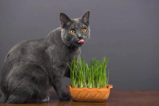 Chartreux cat eating wheat grass on gray background
