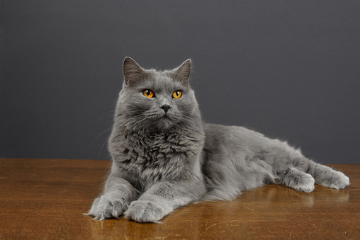 Three Year Old Gray Chartreux Cat Lying On A Brown Table And Looking Towards Camera