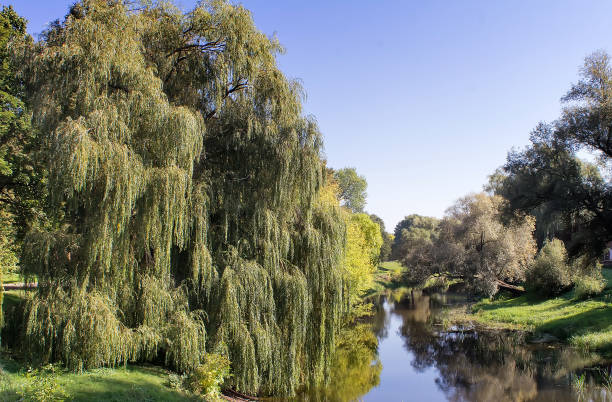 istock Landscape: small river and the trees on the Bank. 1296992713