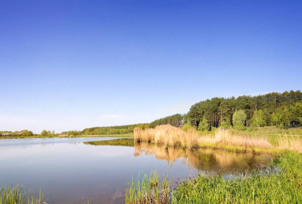 istock Large beautiful lake, with banks overgrown with forest. 1296992776