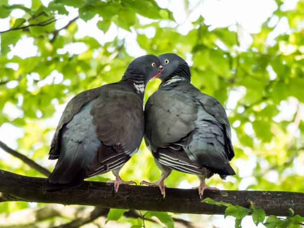 istock Kiss of pigeons 1296992791