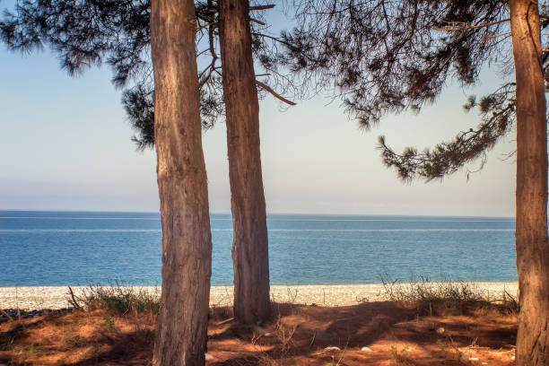 Beautiful landscape: blue sea, beach, shore with growing pine trees. The view from the top.
