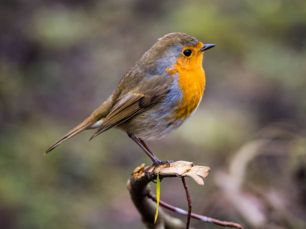 istock Robin on the branch, closeup 1296993705