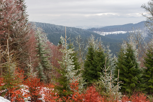 Mountain range covered with fir snowy forest with young spruces and shrubs with red foliage on a foreground in the Carpathian Mountains