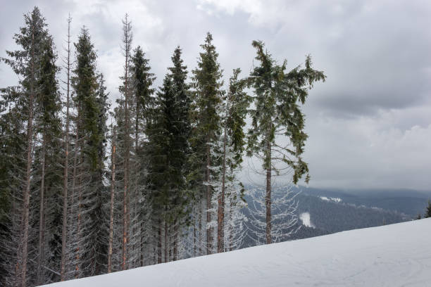 istock Old spruce trees covered with hoarfrost on a mountain slope 1296993829