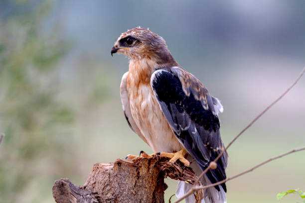 istock The black-shouldered kite, also known as the Australian black-shouldered kite 1296993897