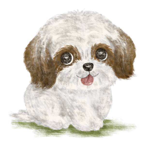 istock Shih Tzu with tongue hanging out 1296994033