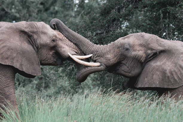 istock Bull elephants interact with trunks in Kruger, South Africa 1296994213