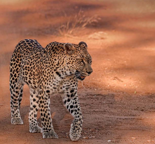 istock Leopard walking in game reserve in South Africa 1296994941