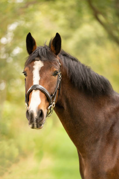 istock A brown horse head, in the autumn evening sun 1296994950