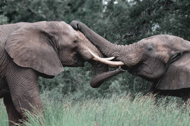 istock Bull elephants interact with trunks in Kruger, South Africa 1296995001