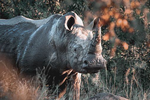 An impressive bull white rhinoceros, still with its horns, poses in the setting sunlight.