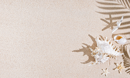 White Sea shells and star fish  on  sand and palm tree  shadows. Tropical background