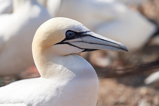 One wild bird head in the wild, Morus bassanus, Northern Gannet on the island of Heligoland on the North Sea in Germany.