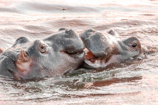 Baby Hippopotamus Play Fighting in a Dam