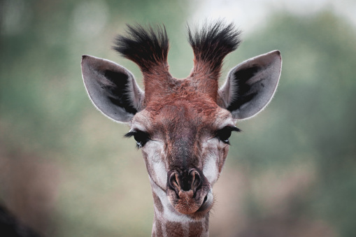 Details of a baby giraffe, looking at the camera and away, in South Africa's Kruger National Park