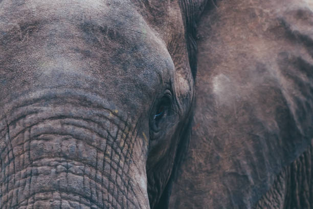 Bull Elephant Close-up and Details
