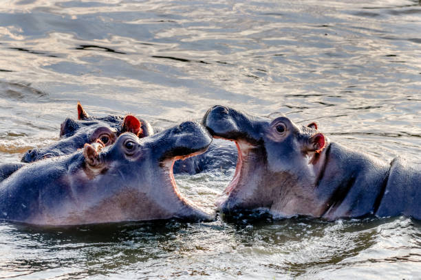 istock Baby Hippopotamus Play Fighting in a Dam 1296995472