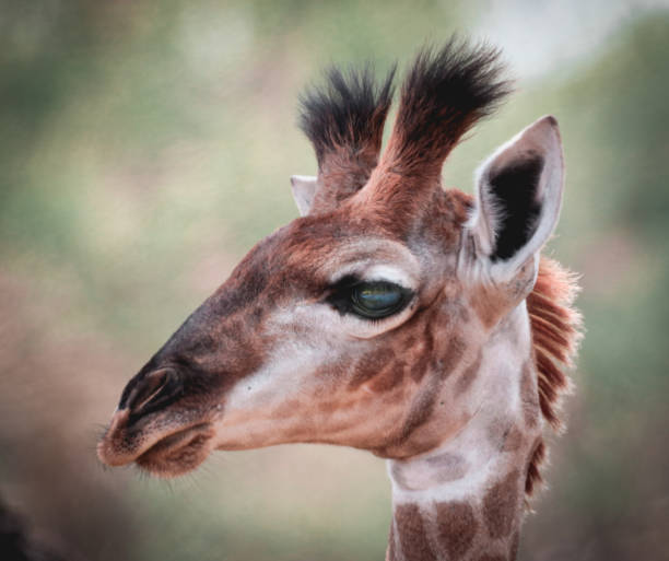 istock Baby giraffe portrait 1296995473