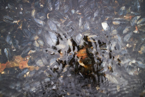 seashell seafood mussels underwater