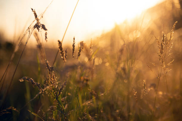 istock Beautiful blossom grass flower at golden time before sunset 1296996566