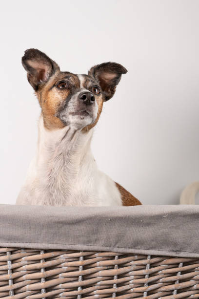 istock Brown and white older Jack Russell Terrier. In a basket on a white background, half body 1296996853