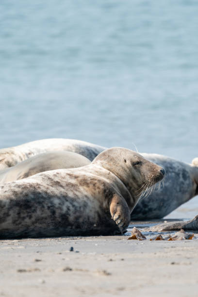 istock Wild Grey seal colony on the beach at Dune, Germany. Group with various shapes and sizes of gray seal 1296996967