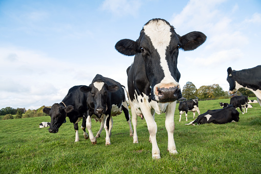 One cow, head and body up standing against a clear blue sky and looking into the camera. The background is a clear blue sky and has plenty of copy space.