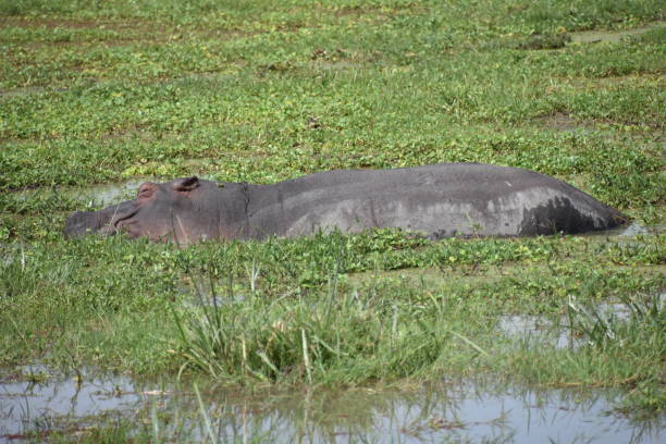 istock Hippo Napping in East African Swamp 1296998377
