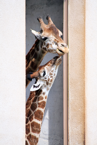 Cute giraffes in zoo (Namibia-Africa)