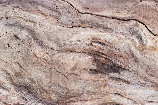 istock Cracked trunk of withered tree without bark, background 1296999814